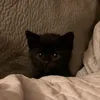 purposegus