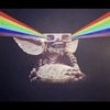 homodromevideo