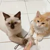 Leon & Dusty 🐾