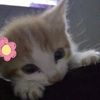 angiexsn