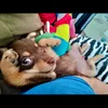 honey_petlove
