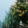 youssefelamani1
