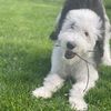 archiebear.sheepadoodle