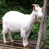 kambing_comel_giler