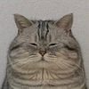 peachmeowngopie