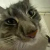 herbie_23123