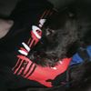 ilikedoggies46