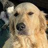 wagsonthewater