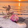 ___mels30