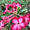 nursafitri272