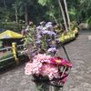 blue_rose444