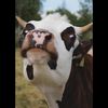 cowgoesmoo46