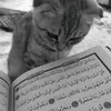 5fe.a