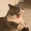pepsi.oo