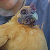 little_plump_daisy