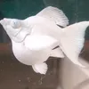 leloi99z