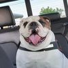 chubbs_the_talking_bully