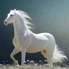 soliman_88s