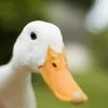 anhlavit_