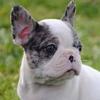 paris.frenchiebulldog