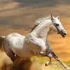 saudalshammr2
