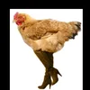 chickenquin