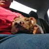 thedog_girl_