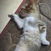_tnsiuuu311