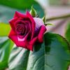 hunkar_hanim