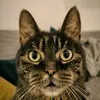 nina...ahoi