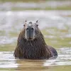 capybara0_0gaming