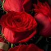 redroses2476