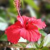 hibiscus181