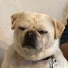 gigglepug
