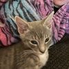 pizzacat155
