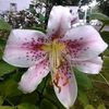 flower4287
