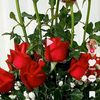 francisca9473