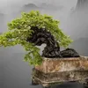 Muội Hồng Phòng Trà ✅