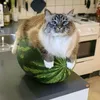 kendzhi__