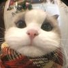 adara_1102