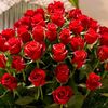 almlka_loly_sho