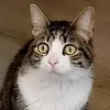 olnali