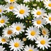 daisyflower.8