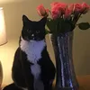 samnibbles