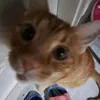 catnameherceg