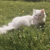 eilyen