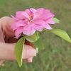 amalahmed78916