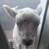 carmelmooooo