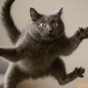 nermaltcat