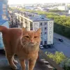 maximus_20201